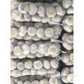 Small packing pure white Garlic